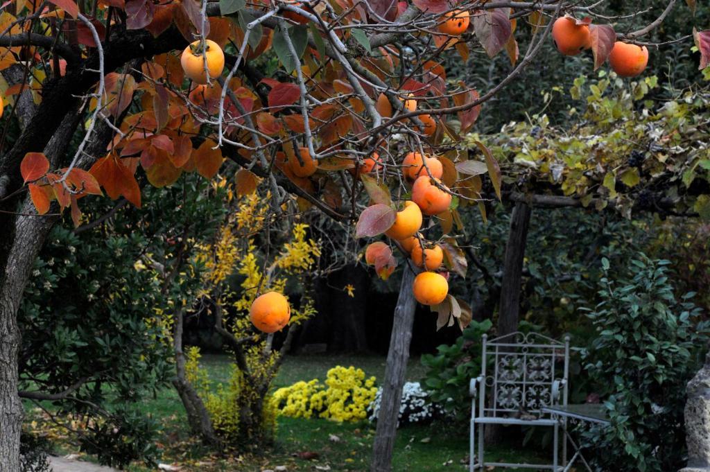 Locanda Ilune Pitigliano Buitenkant foto
